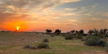 محمية الإمام تركي بن عبدالله الملكية تفعّل اليوم العالمي لمكافحة التصحر “معًا نصنع أثرًا لبيئة أكثر ازدهارًا”
