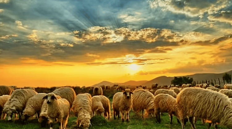 مربي أغنام يروي قصة نجاح عمرها 15 عاما لمشروعه