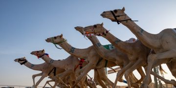 ميدان الهجن بنجران يعلن نتائج سباقه لسنّ “المفاريد”
