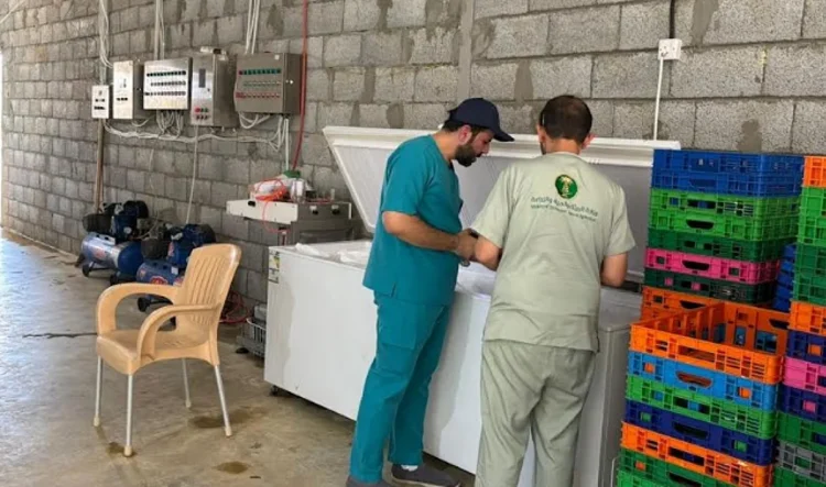 "بيئة الخرج" تضبط مسلخ دواجن عشوائي