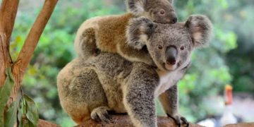 أستراليا تطلق مبادرة لحماية موائل الكائنات الفطرية المهددة بالانقراض في جبالها