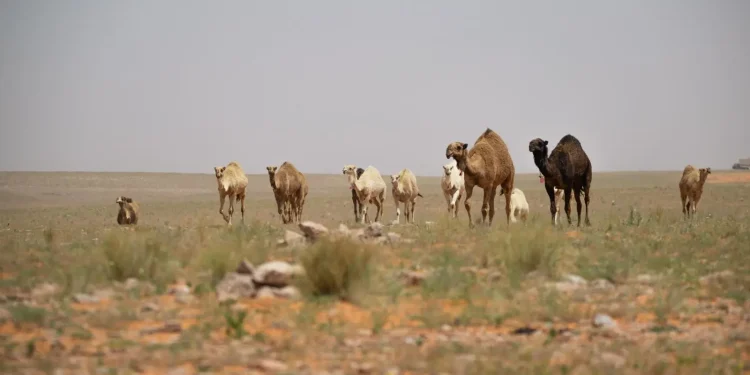 أكثر من 33 ألف رأس من الماشية تستفيد من برنامج الرعي الموسمي بنسخته الثانية في محمية الإمام تركي بن عبدالله الملكية