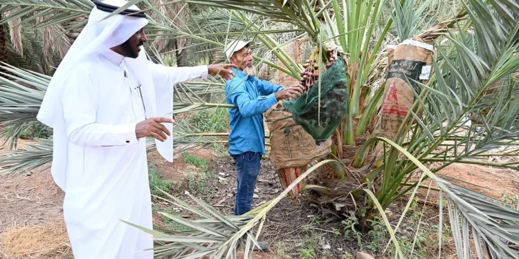 “التطفيش”.. إرث زراعي لحماية ثمار النخيل في المدينة المنورة