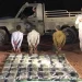 القبض على 3 مخالفين لنظام أمن الحدود لتهريبهم 33 كيلوجرامًا من الحشيش بعسير