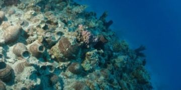 'المتاحف' و'التراث' تدعوان الباحثين  للمشاركة في مؤتمر البحر الأحمر