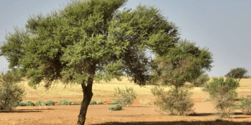 تزايد نمو الغطاء النباتي في محمية الإمام تركي بن عبدالله يعزز جودة الهواء