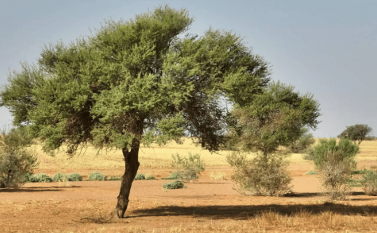 تزايد نمو الغطاء النباتي في محمية الإمام تركي بن عبدالله يعزز جودة الهواء