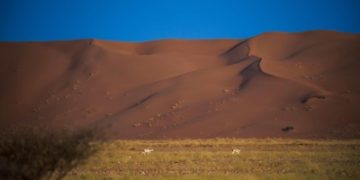 تسجيل محمية عروق بني معارض بالقائمة الخضراء الدولية