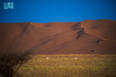 تسجيل محمية عروق بني معارض بالقائمة الخضراء الدولية