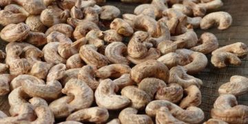 غينيا بيساو تسجّل رقمًا قياسيًا في إنتاج الكاجو رغم تحديات التهريب والضرائب