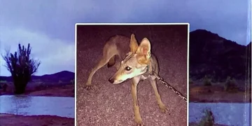 قراءة في كتاب: “من أسرار الذِّئب”