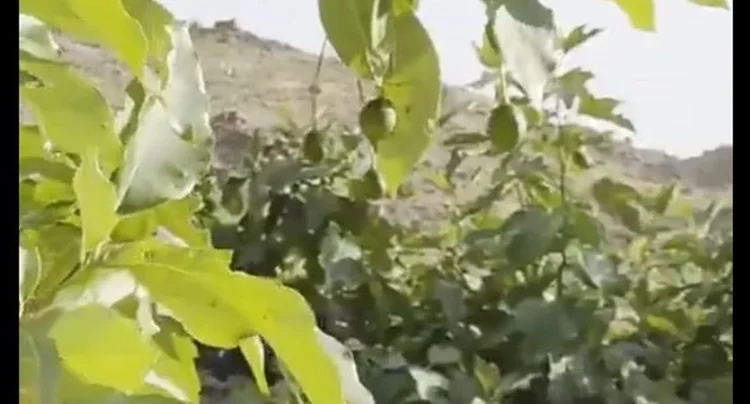 لأول مرة في عسير.. مزارع بمحافظة النماص ينجح في حصاد ثمار الأفوكادو