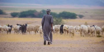 متحدث مركز الغطاء النباتي: 4 مزايا للرعي المنظم  