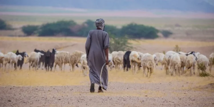 متحدث مركز الغطاء النباتي: 4 مزايا للرعي المنظم  