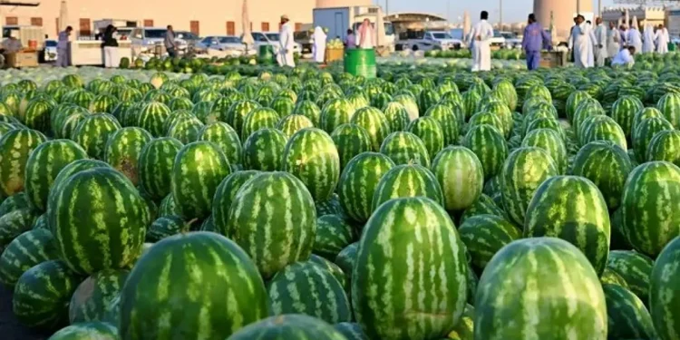 وسط إقبال واسع من المتسوّقين.. البطيخ يعلن رسميًا دخول فصل الصيف