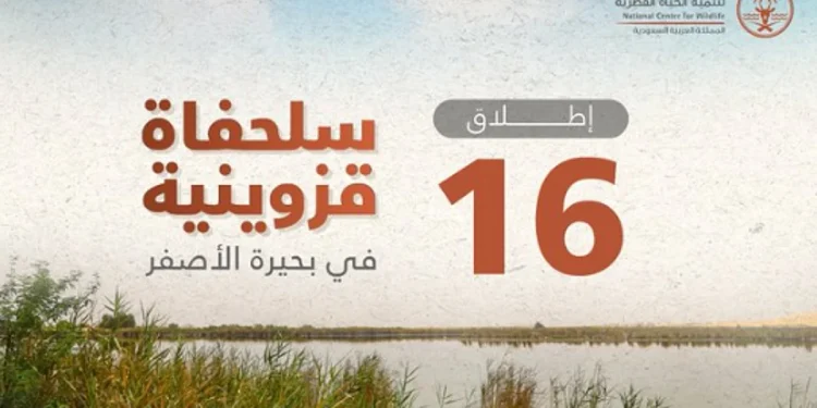 16 سلحفاة قزوينية تعود إلى موطنها الطبيعي في بحيرة الأصفر