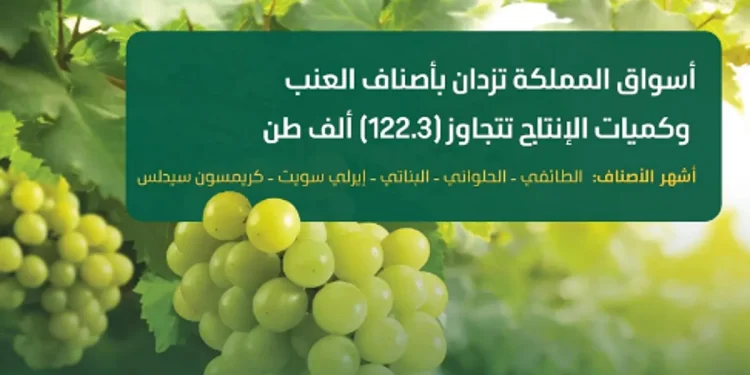 أسواق المملكة تزدان بأجود أصناف العنب وكميات الإنتاج تتجاوز 122.3 ألف طن