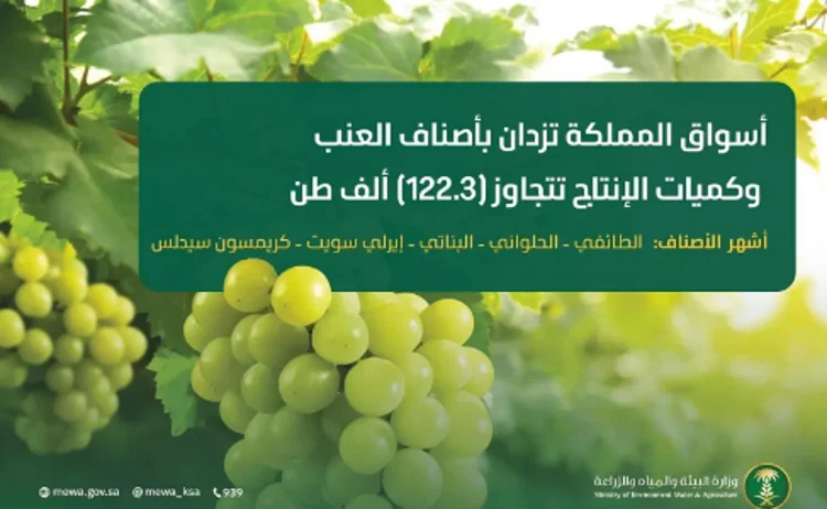 أسواق المملكة تزدان بأجود أصناف العنب وكميات الإنتاج تتجاوز 122.3 ألف طن