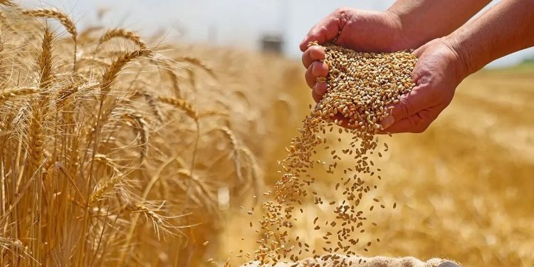 «الأمن الغذائي» تصرف 532 مليون ريال مستحقات الدفعة الثانية لمزارعي القمح المحلي