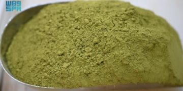 الحناء المدينية.. جودة متوارثة عبر الأجيال