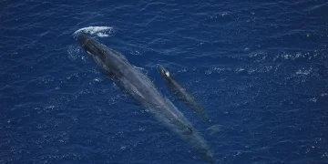 «الحياة الفطرية» توثق أكثر من 84 ألف طائر بحري و1219 من الكائنات البحرية الكبيرة في 2025