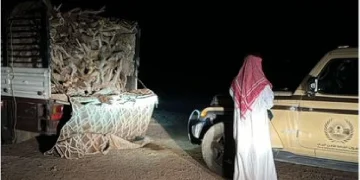 القوات الخاصة للأمن البيئي تضبط مواطنًا لنقله حطبًا محليًا في المدينة المنورة