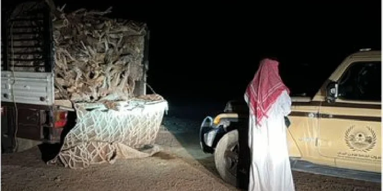 القوات الخاصة للأمن البيئي تضبط مواطنًا لنقله حطبًا محليًا في المدينة المنورة