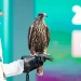اليوم.. انطلاق المزاد الدولي لمزارع إنتاج الصقور 2025 في الرياض