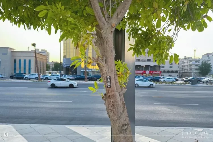  بعد إطلاق مشروع توثيق ورقمنة الأشجار.. الخبر  أول مدينة خضراء ذكية