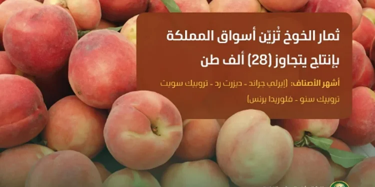ثمار الخوخ تُزيّن أسواق المملكة.. وإنتاجها المحلي يتجاوز 28 ألف طن