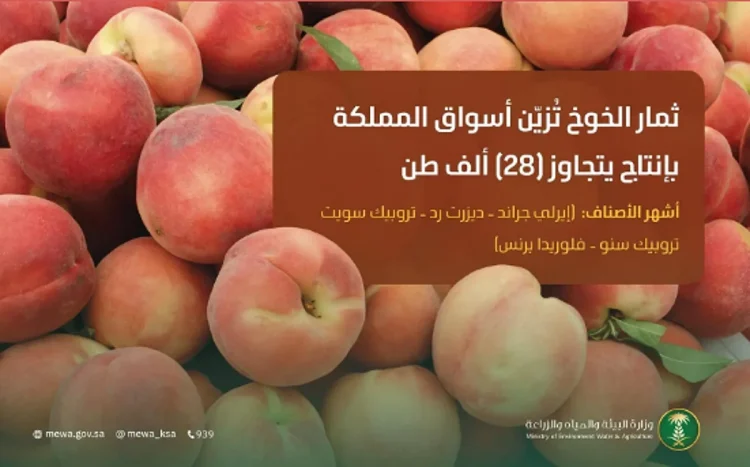 ثمار الخوخ تُزيّن أسواق المملكة.. وإنتاجها المحلي يتجاوز 28 ألف طن