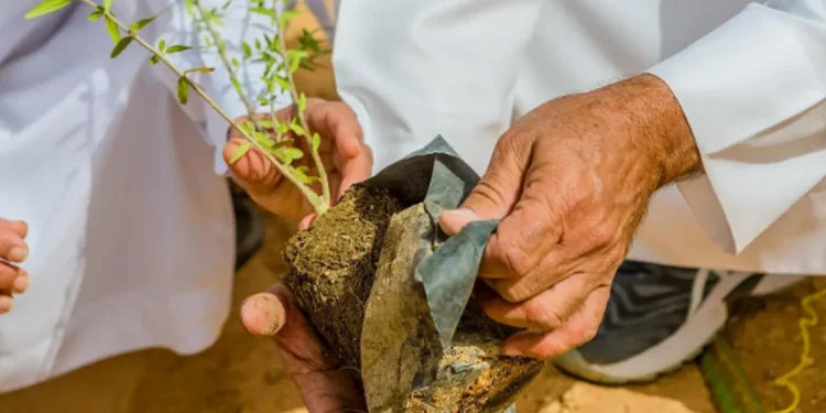 زراعة أكثر من 7.5 ملايين شجرة ضمن مبادرة "أرض القصيم خضراء"