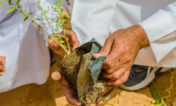 زراعة أكثر من 7.5 ملايين شجرة ضمن مبادرة "أرض القصيم خضراء"