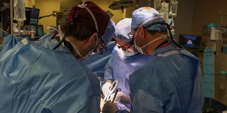 سابقة علمية موثوقة.. نجاح أول زراعة رئة خنزير في جسد إنسان