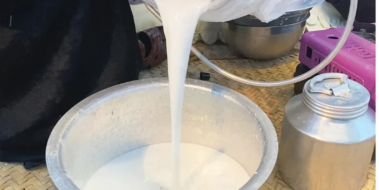 صناعة الألبان التقليدية في الحدود الشمالية.. موروث أصيل تتناقله الأجيال