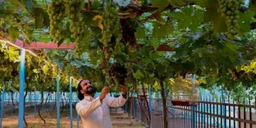 مزارع العنب في الباحة.. 51 هكتارًا تنتج سنوياً نحو 772 طنًّا