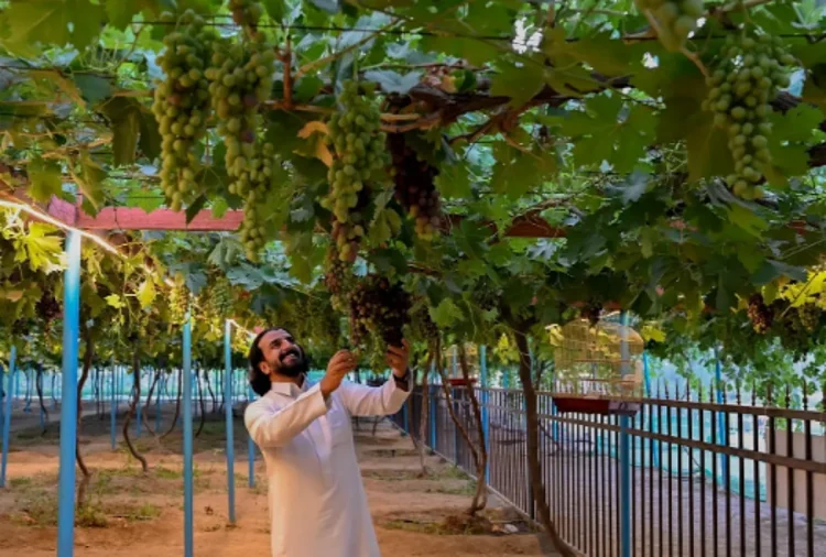 مزارع العنب في الباحة.. 51 هكتارًا تنتج سنوياً نحو 772 طنًّا