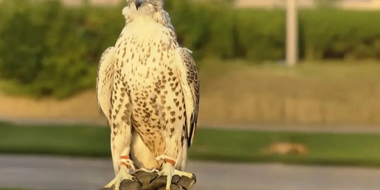 للمرة الأولى في تاريخه.. تخصيص منطقة للصقور المنغولية بمعرض الصقور والصيد السعودي الدولي 2025