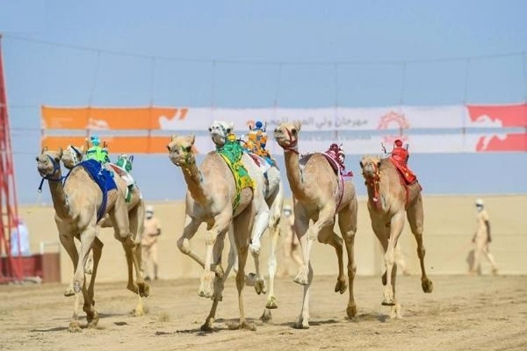 استعدادات وجهد مكثف للهجانة في مهرجان ولي العهد بالطائف