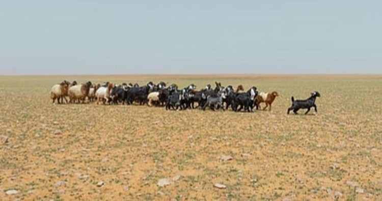 «الضبعان»: «الرعي الموسمي» بمحمية الإمام تركي الملكية يمتد من أكتوبر حتى يناير 2026