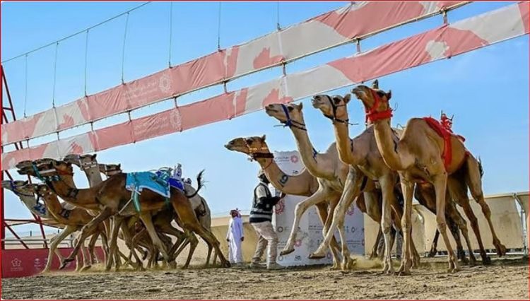 الطائف تحتضن اليوم انطلاقة مهرجان ولي العهد للهجن الأكبر قيمة وجوائز