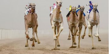 الطائف تستضيف الأشواط النهائية لمهرجان ولي العهد للهجن بجوائز قياسية