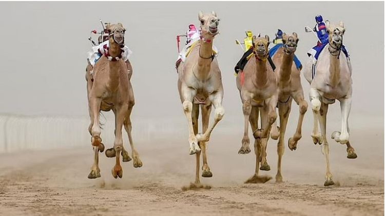 الطائف تستضيف الأشواط النهائية لمهرجان ولي العهد للهجن بجوائز قياسية