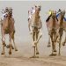 الطائف تستضيف الأشواط النهائية لمهرجان ولي العهد للهجن بجوائز قياسية