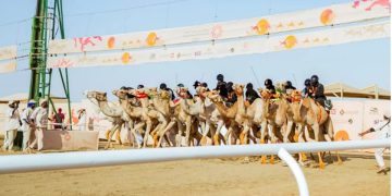 الهجانات السعوديات يحققن كؤوسًا وأرقامًا قياسية في مهرجان ولي العهد للهجن