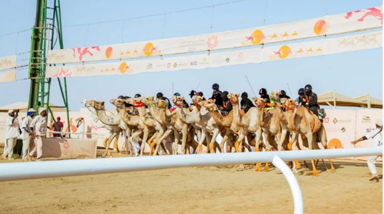 الهجانات السعوديات يحققن كؤوسًا وأرقامًا قياسية في مهرجان ولي العهد للهجن