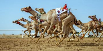 الهجن الأردنية حاضرة في مهرجان ولي العهد بالطائف