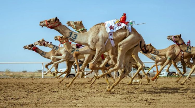 الهجن الأردنية حاضرة في مهرجان ولي العهد بالطائف