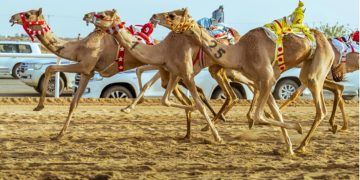 الهجن السعودية تحقق المراكز الأولى في افتتاحية مهرجان ولي العهد بالطائف