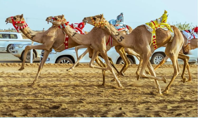 الهجن السعودية تحقق المراكز الأولى في افتتاحية مهرجان ولي العهد بالطائف